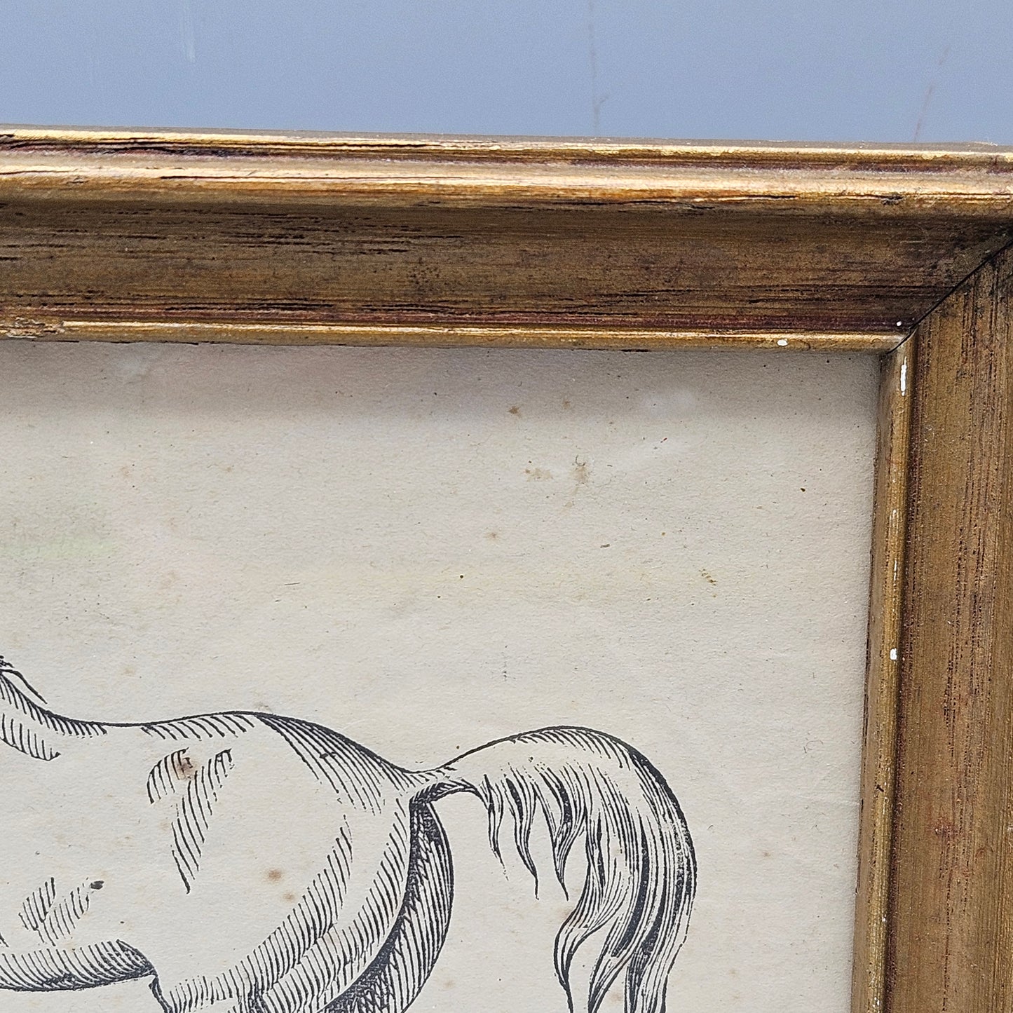 Original Antique Drawing of a Horse Under Glass