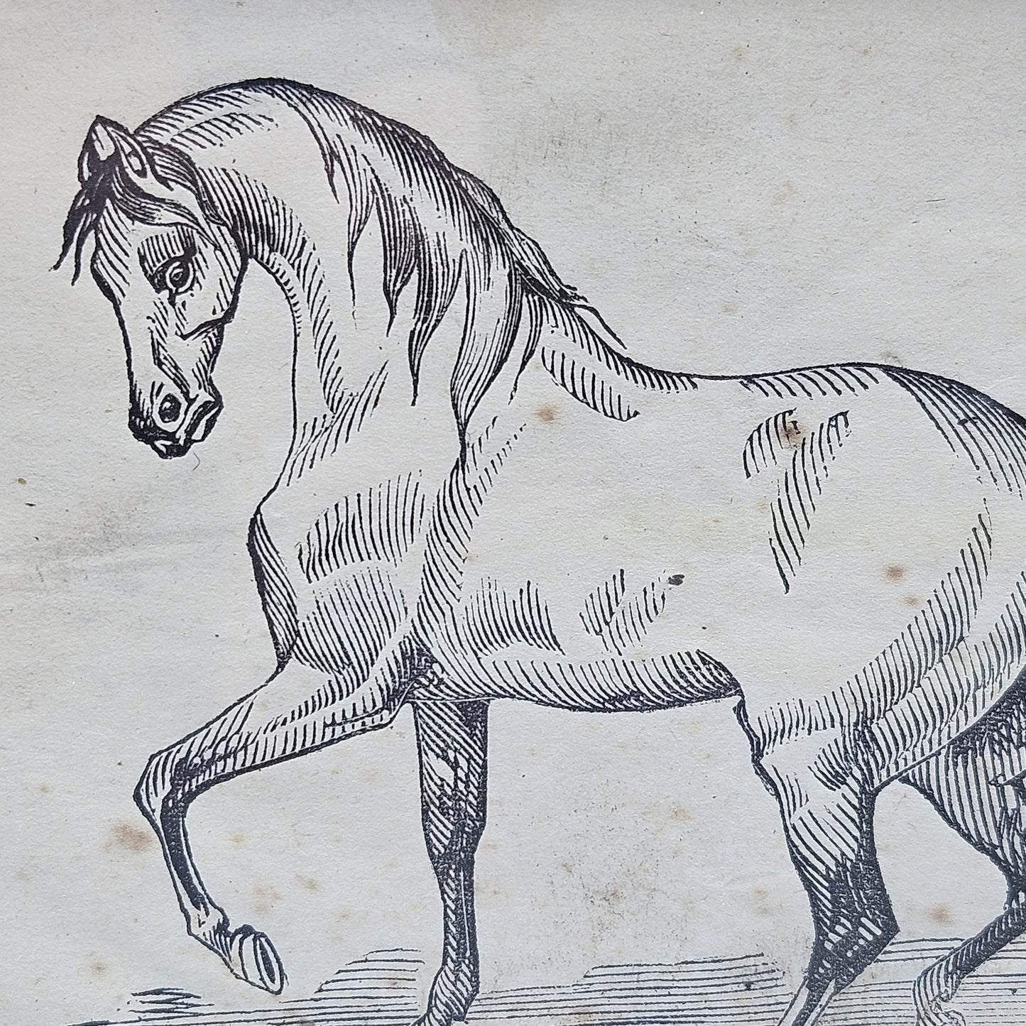 Original Antique Drawing of a Horse Under Glass