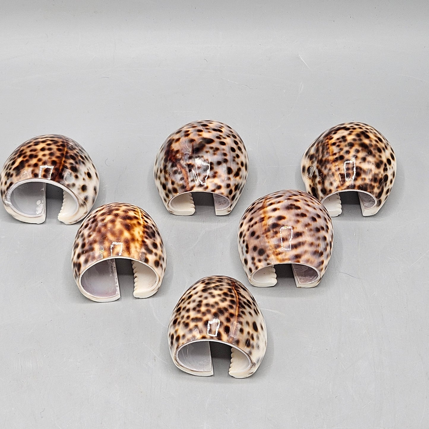 Tiger Cowry Shell Napkin Rings - Set of Six