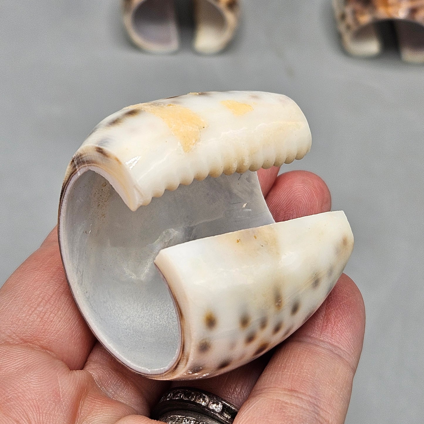 Tiger Cowry Shell Napkin Rings - Set of Six