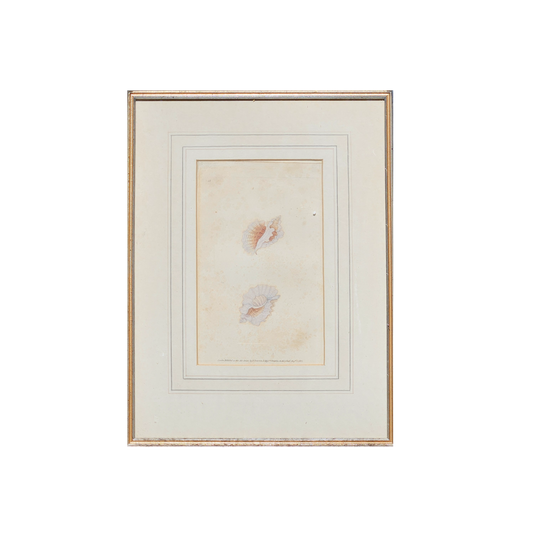 Framed Artwork Donovan's Naturalist's Repository Shells 1823 Handcolored Plate - Volute Shells