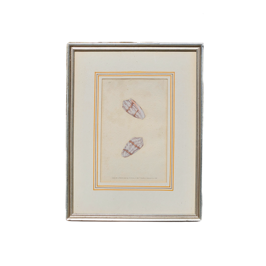 Framed Artwork Donovan's Naturalist's Repository Shells 1823 Handcolored Plate - Two Shells