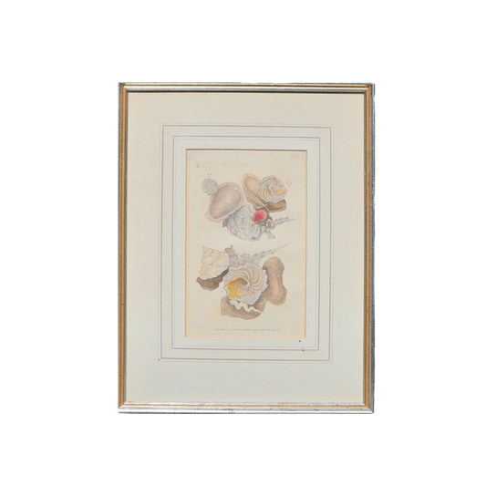 Framed Artwork Donovan's Naturalist's Repository Shells 1823 Handcolored Plate - Two Groups of Shells