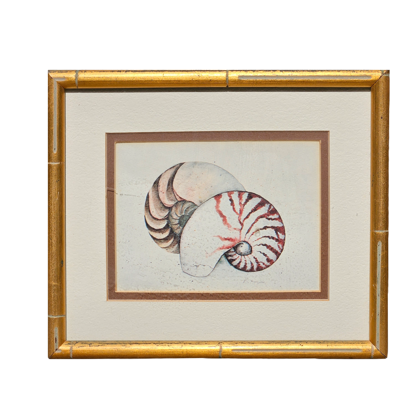 Framed Artwork - D Morgan Etching of Two Nautilus Shells