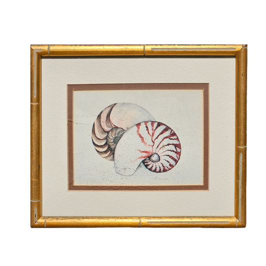 Framed Artwork - D Morgan Etching of Two Nautilus Shells