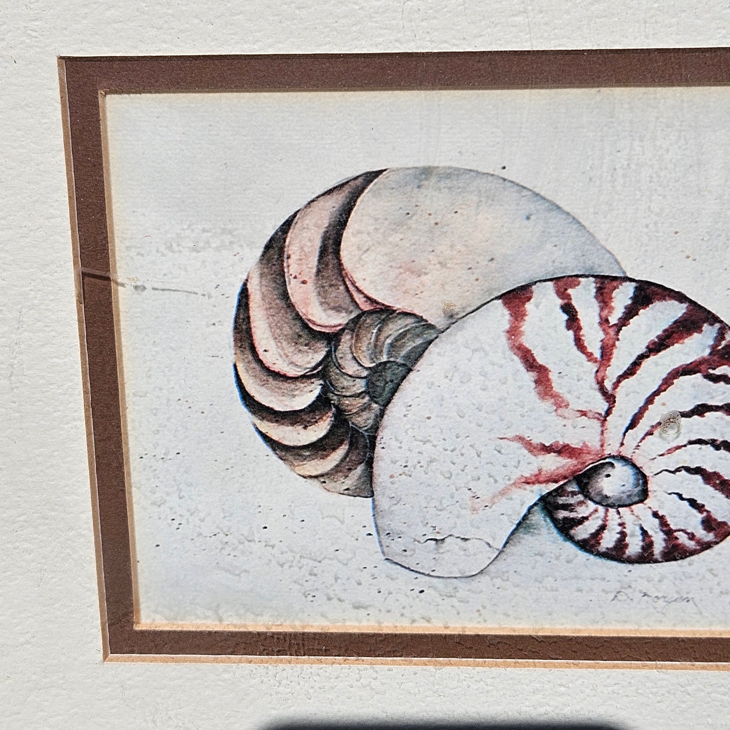 Framed Artwork - D Morgan Etching of Two Nautilus Shells