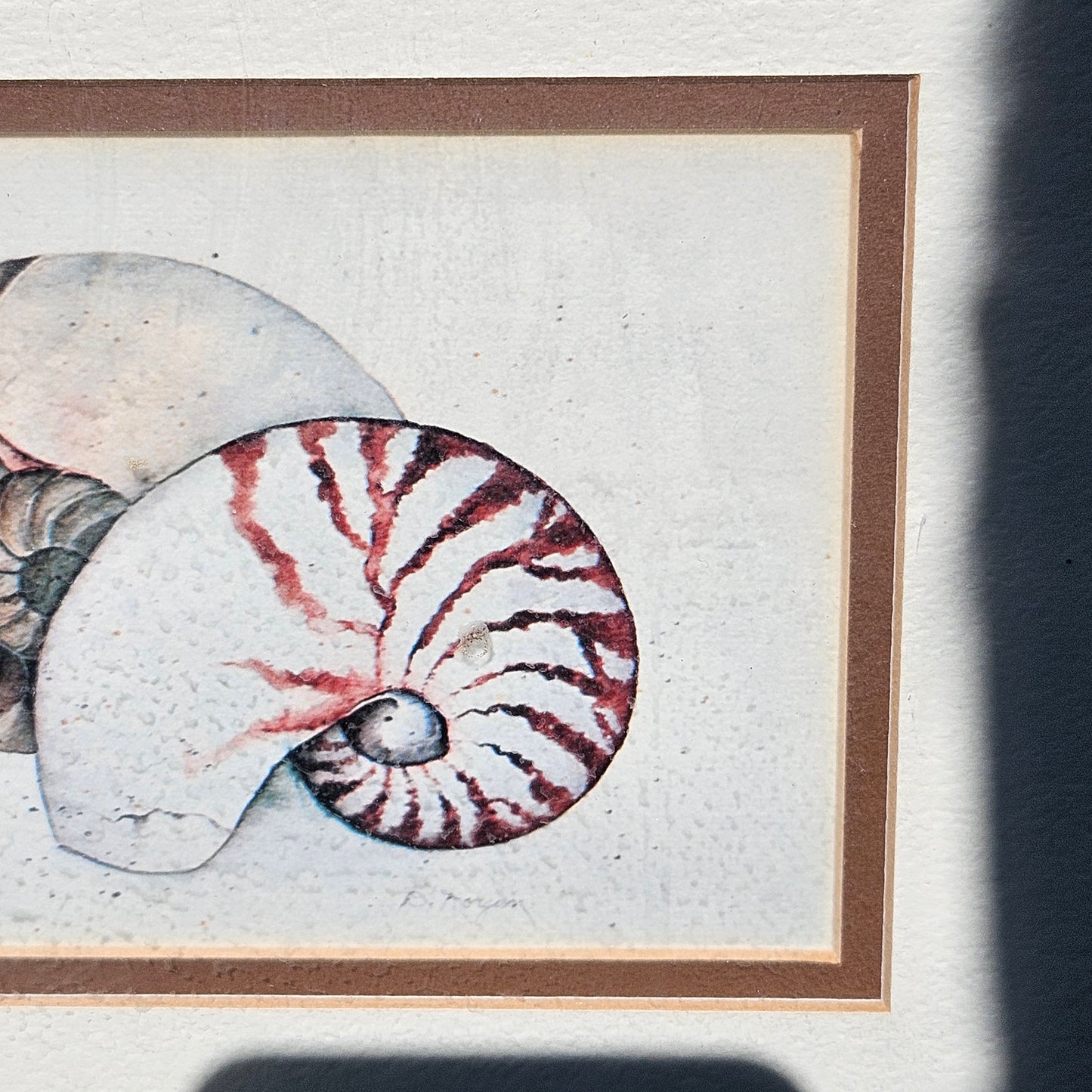 Framed Artwork - D Morgan Etching of Two Nautilus Shells