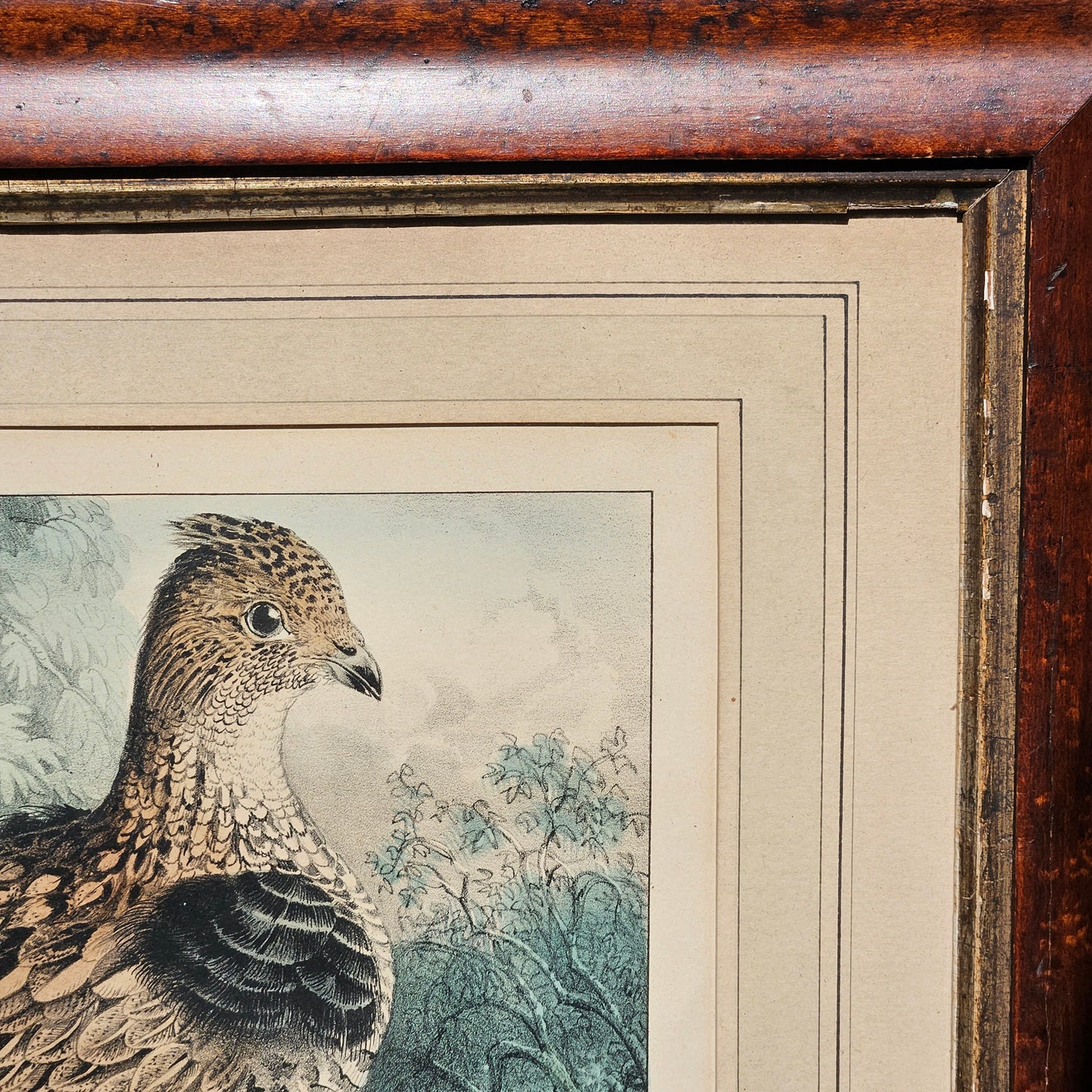 Currier & Ives "Ruffed Grouse" Framed Vintage Print