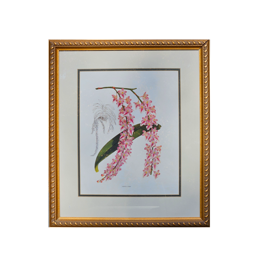 Framed Orchid Botanical Print "Aerides Lobbii" Artwork