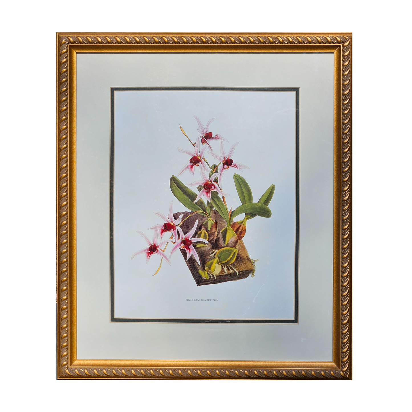 Framed Orchid Botanical Print "Dendrobium Treacherianum" Artwork