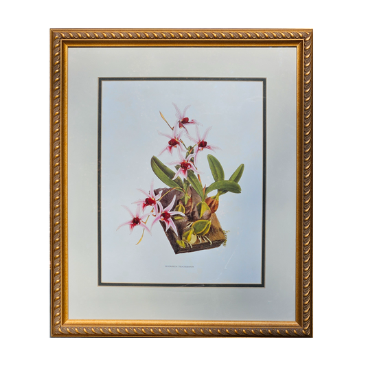 Framed Orchid Botanical Print "Dendrobium Treacherianum" Artwork