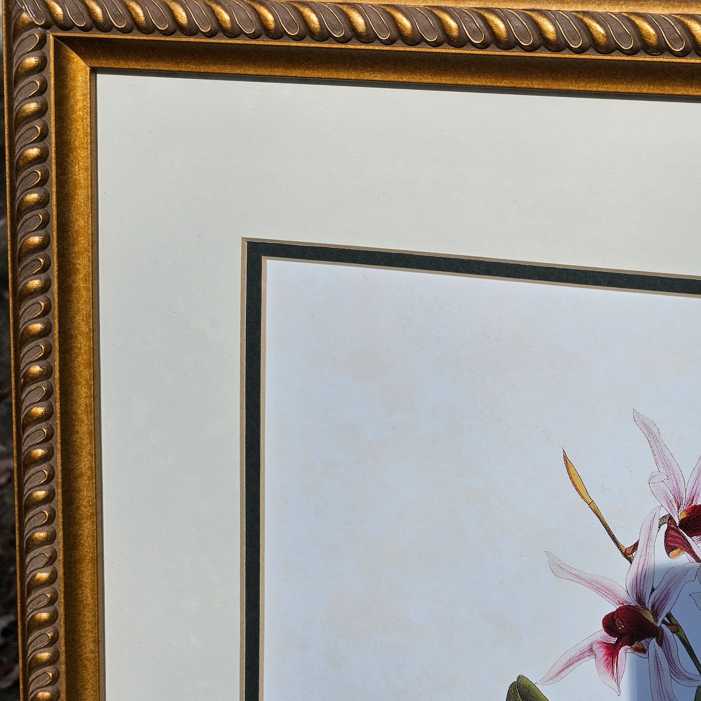 Framed Orchid Botanical Print "Dendrobium Treacherianum" Artwork