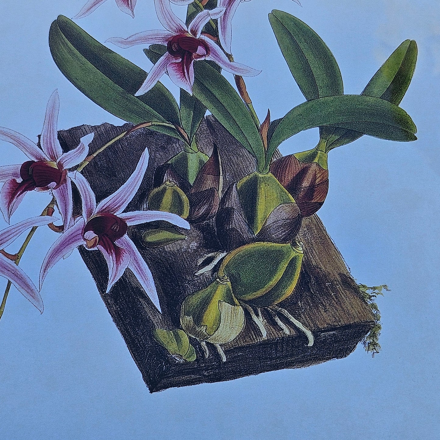 Framed Orchid Botanical Print "Dendrobium Treacherianum" Artwork