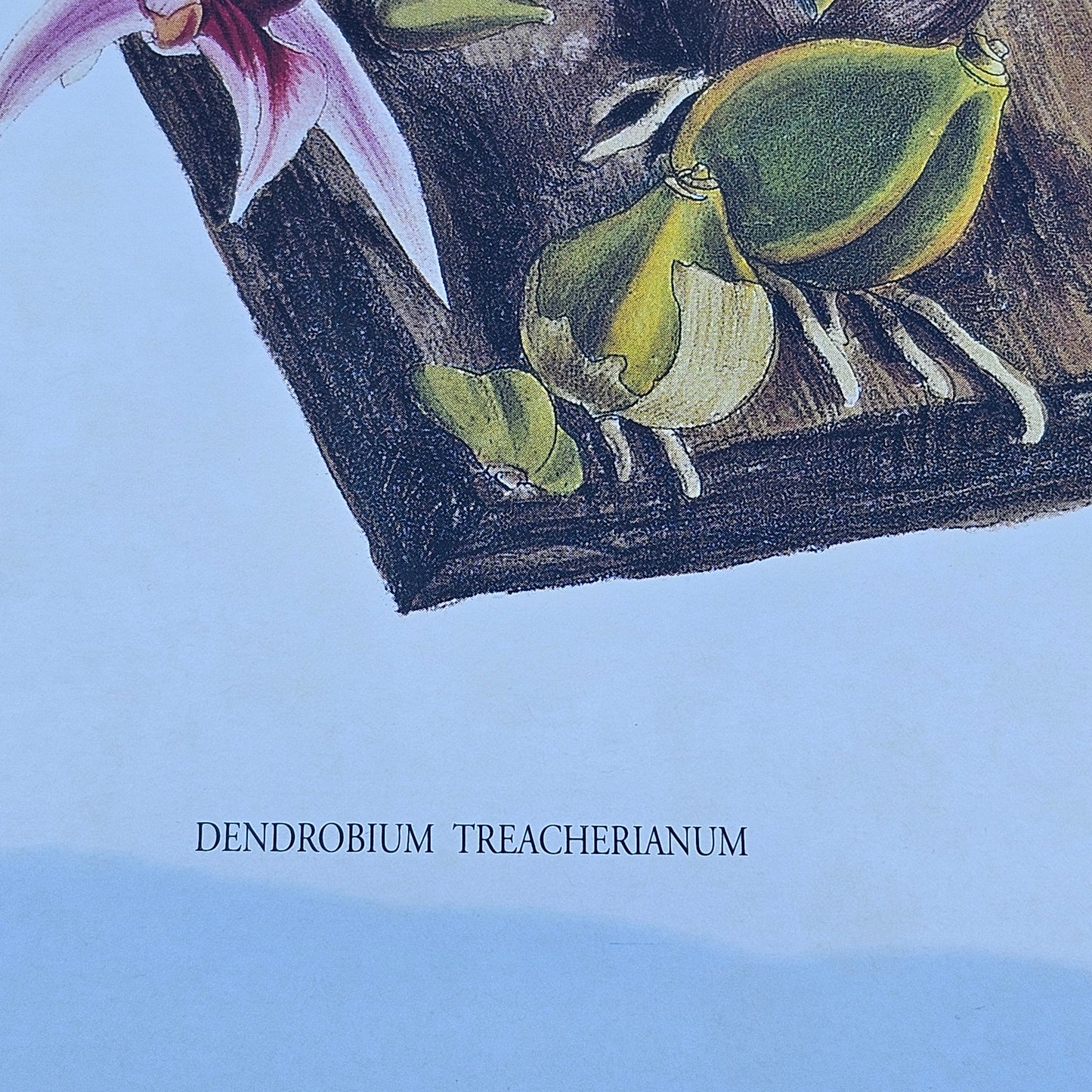 Framed Orchid Botanical Print "Dendrobium Treacherianum" Artwork