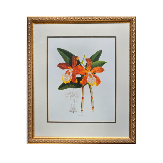 Framed Orchid Botanical Print "Cattleya Velutina" Artwork