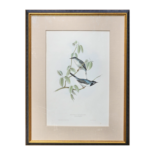 After John Gould Ornithological Hand-Colored Lithograph - Ruppels Warbler