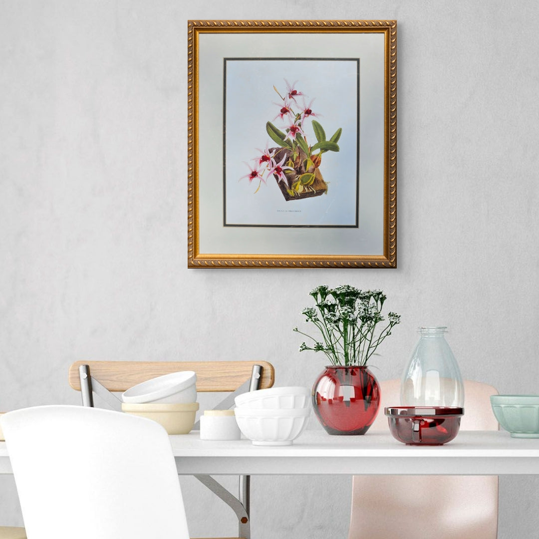 Framed Orchid Botanical Print "Dendrobium Treacherianum" Artwork